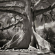 Image for article titled Extraordinary pictures of the most ancient trees on Earth